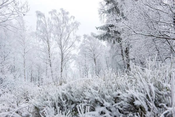 Winterbäume Mit Raureif Reif Und Schnee Bedeckt — Stockfoto