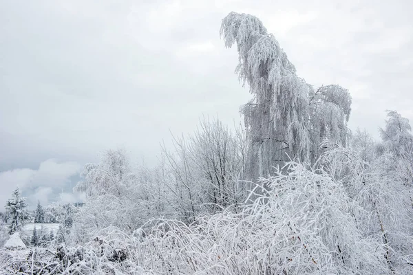 Pierwszy Śnieg Lesie Rym Szron Obejmujące Natura Drzewa Rośliny — Zdjęcie stockowe
