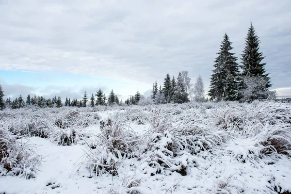 Arbres Hiver Couverts Givre Givre Neige — Photo