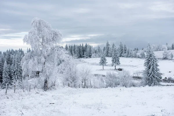 Der Erste Schnee Wald Reif Und Raureif Bedecken Natur Bäume — Stockfoto