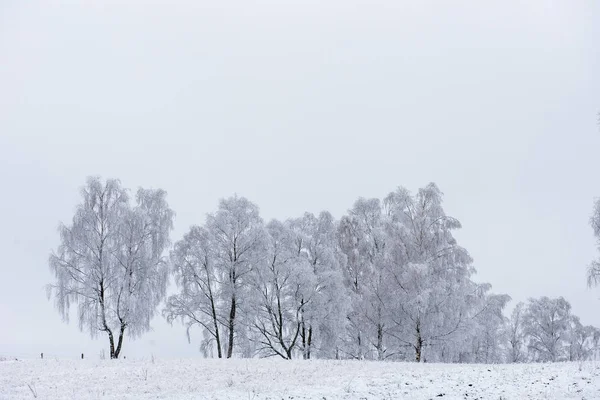 Zimní Stromy Pokryté Jinovatka Rým Sníh — Stock fotografie