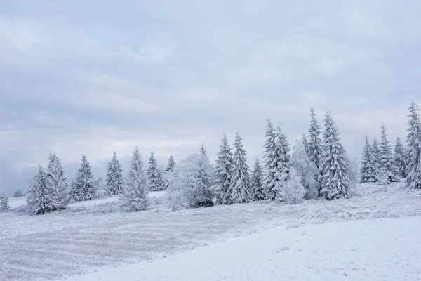 Paisagem Inverno Fada Com Árvores Natal Cobertas Neve — Fotografia de Stock