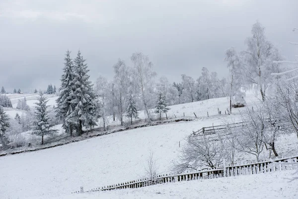 Winter Trees Covered Hoarfrost Rime Snow — Stock Photo, Image