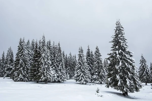Märchenhafte Winterlandschaft Mit Schneebedeckten Weihnachtsbäumen — Stockfoto