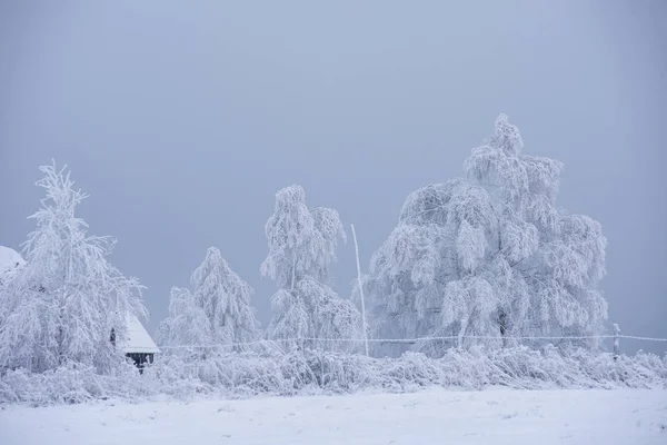 Primera Nieve Bosque Rimas Heladas Que Cubren Naturaleza Los Árboles —  Fotos de Stock
