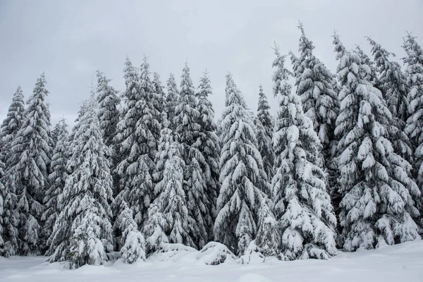 Weihnachten Und Neujahr Hintergrund Mit Winterbäumen Den Schneebedeckten Bergen — Stockfoto