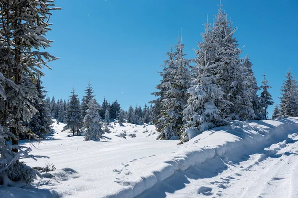 Märchenhafte Winterlandschaft Mit Schneebedeckten Weihnachtsbäumen — Stockfoto