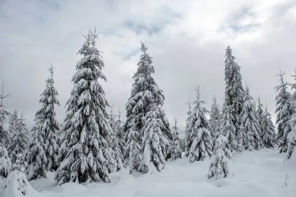 Weihnachten Und Neujahr Hintergrund Mit Winterbäumen Den Schneebedeckten Bergen — Stockfoto