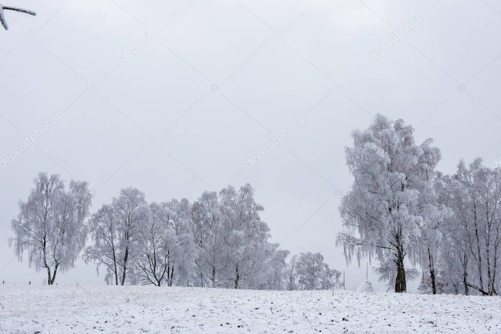 Winter trees covered with hoarfrost, rime and snow