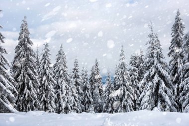 Kar yağışı, kış ormandaki karlı köknar ağaçları. Kar taneleri ve Noel kavramı