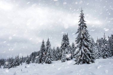 Kar yağışı, kış ormandaki karlı köknar ağaçları. Kar taneleri ve Noel kavramı