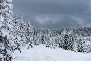 Ağaçlarda kar olan güzel kış manzarası