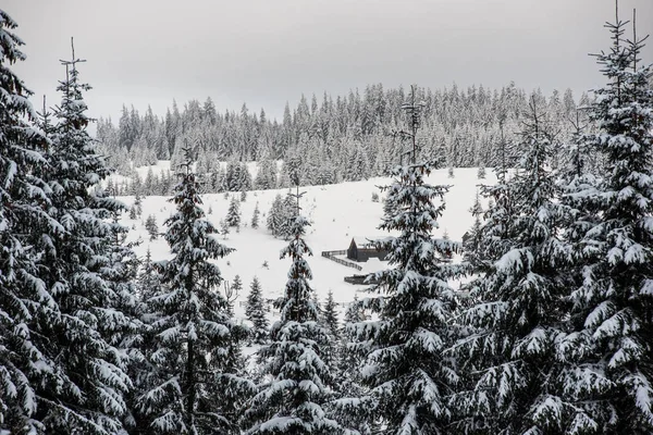 Bellissimo Paesaggio Invernale Con Neve Sugli Alberi — Foto Stock