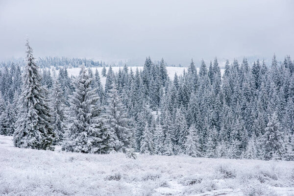 Новогодний и рождественский фон с зимними деревьями в горах, покрытыми снегом