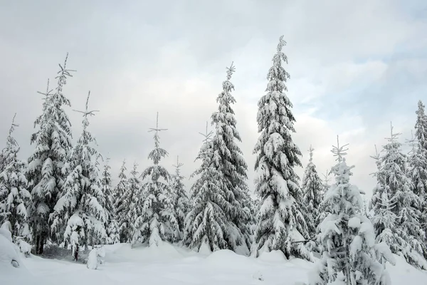 圣诞节和新年的背景 山上覆盖着冬季的树木 — 图库照片