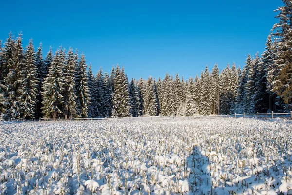 Christmas tree plantation, fir tree nursery covered by snow