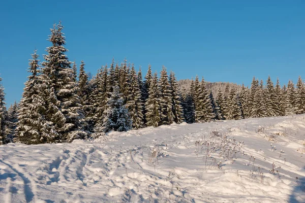 圣诞节和新年的背景 山上覆盖着冬季的树木 — 图库照片