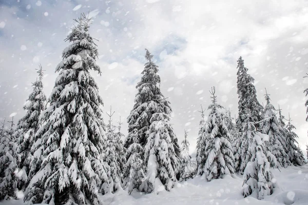 Snötäckta Granar Vinter Skogen Vid Snöfall Snöflingor Och Jul Koncept — Stockfoto