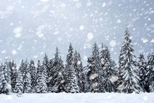 Snötäckta Granar Vinter Skogen Vid Snöfall Snöflingor Och Jul Koncept — Stockfoto