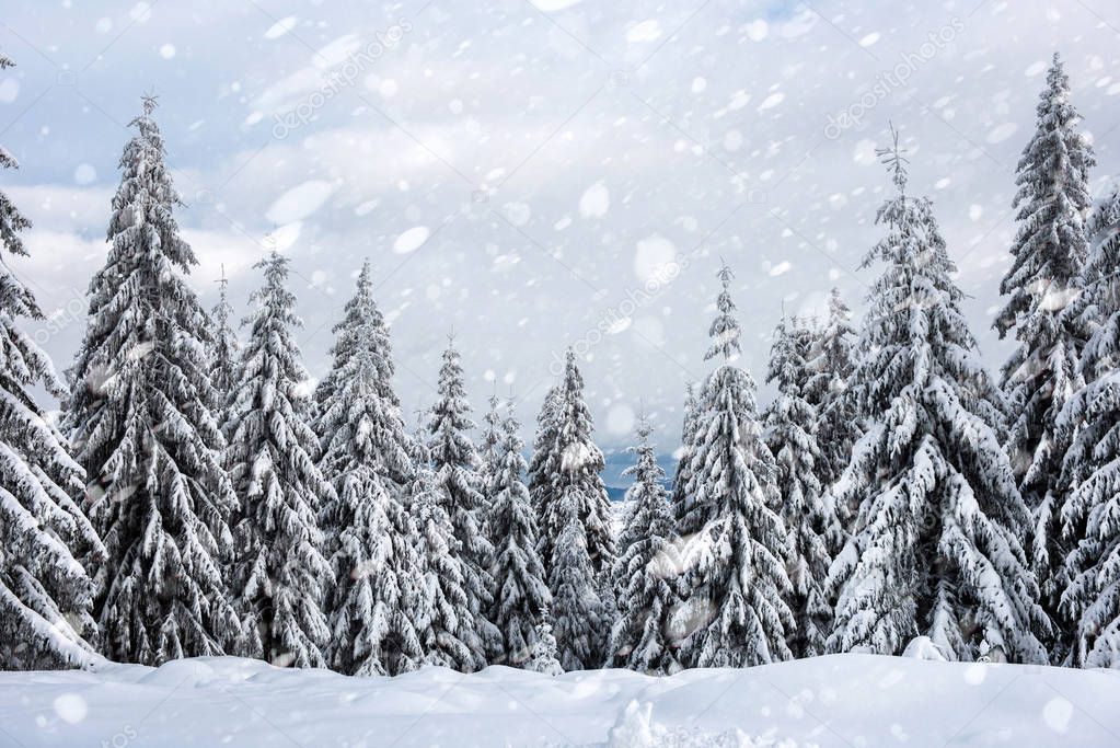 Snowy fir trees in winter forest at snowfall. Snowflakes and Christmas concept