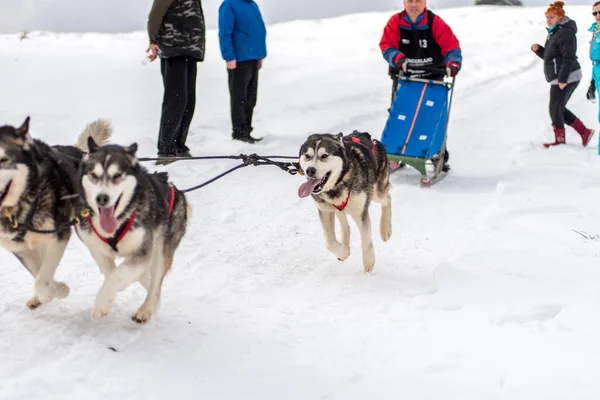 Belis 罗马尼亚 2018年2月17日 Musher 赛跑在一个公共狗雪橇比赛展示与沙哑的狗在特兰西瓦尼亚山 — 图库照片