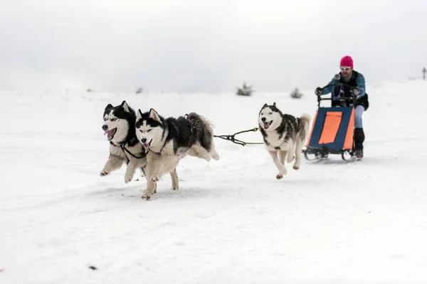 Belis Roménia Fevereiro 2018 Musher Racing Public Dog Sled Race — Fotografia de Stock