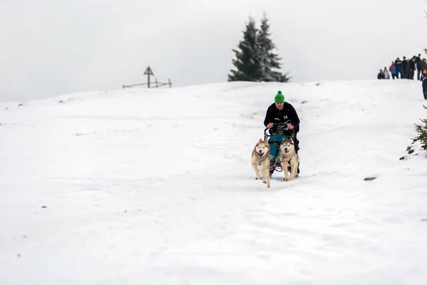 Belis Romania February 2018 Musher Racing Public Dog Sled Race — Stock Photo, Image