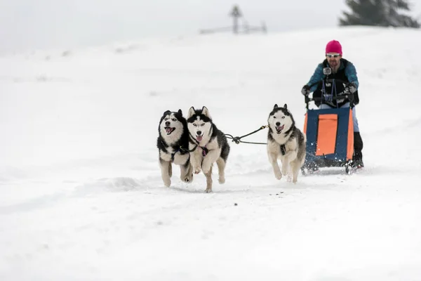 Belis Romania February 2018 Musher Racing Public Dog Sled Race — Stock Photo, Image