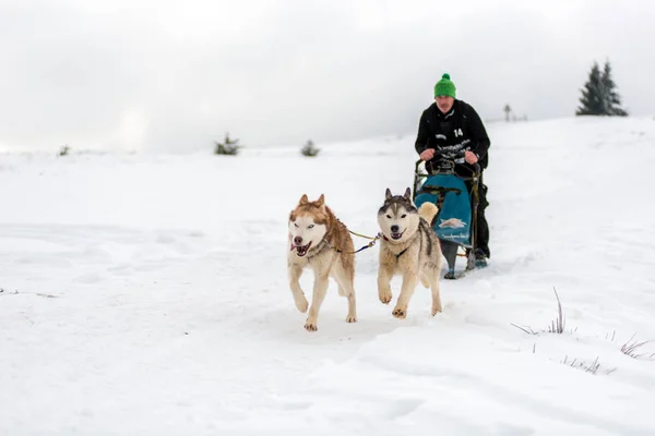 Belis 罗马尼亚 2018年2月17日 Musher 赛跑在一个公共狗雪橇比赛展示与沙哑的狗在特兰西瓦尼亚山 — 图库照片