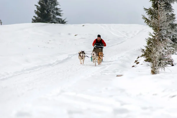 Belis ルーマニア 2018 犬そり旅行者トランシルバニア山脈でハスキー犬と公共の犬そりレースをレース — ストック写真