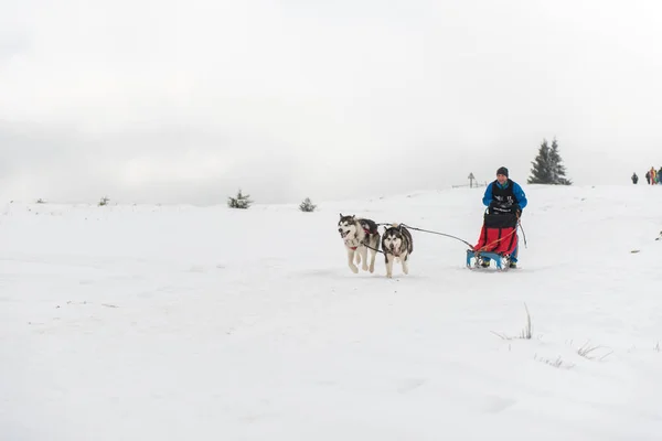 Belis Rumunsko Února 2018 Musher Závodění Veřejné Sáňkovat Pes Závod — Stock fotografie