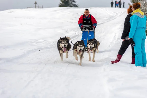 Belis Rumänien Februar 2018 Musher Race Bei Einem Öffentlichen Hundeschlittenrennen — Stockfoto