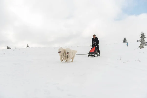 Belis Rumunsko Února 2018 Musher Racing Veřejné Psím Spřežením Závod — Stock fotografie