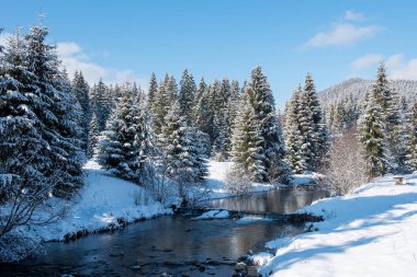 Ağaçlar kış su akışı ormanda kar ile kaplı 
