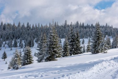 Dağlardaki kış ağaçları taze karla kaplıdır.