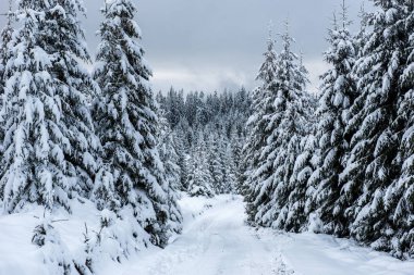 Yılbaşı ve yeni yıl arkaplanı Dağlardaki kış ağaçları karla kaplı