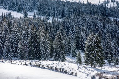 Dağlardaki kış ağaçları taze karla kaplıdır.