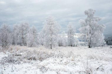 İlk kar ormanın içinde. İn rime'ı ve doğa, ağaçlar ve bitkiler kapsayan hoarfrost