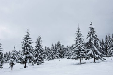 Karla kaplı çam ve köknar ağaçlarıyla kışın manzarası. Noel konsepti