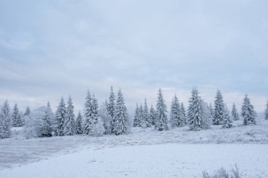 Donmuş Ağaçlar dağlarda kar kaplı. Noel zamanı, kış tatil kavramı