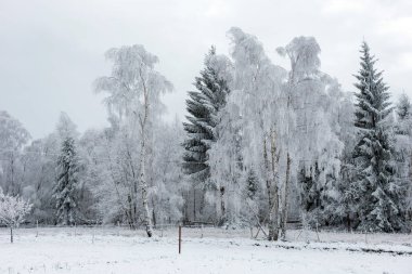 İlk kar ormanın içinde. İn rime'ı ve doğa, ağaçlar ve bitkiler kapsayan hoarfrost