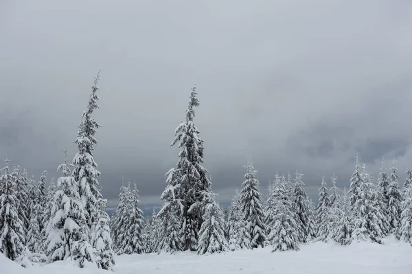 Karla Kaplı Köknar Ağacı Ormanıyla Inanılmaz Kış Manzarası — Stok fotoğraf