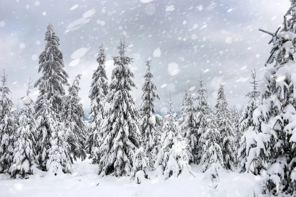 Snötäckta Granar Vinter Skogen Vid Snöfall Snöflingor Och Jul Koncept — Stockfoto