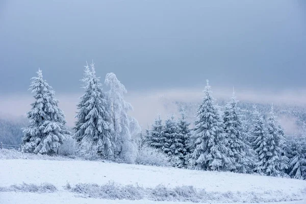 Snötäckta Frysta Träd Bergen Juletid Vintern Semester Koncept — Stockfoto