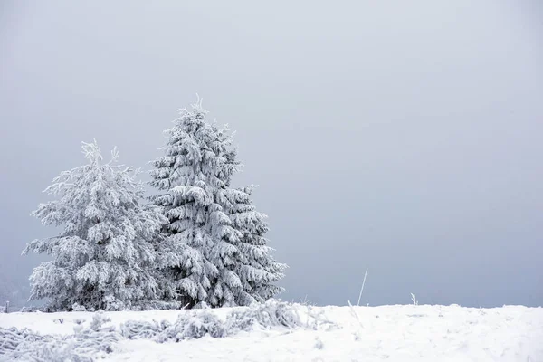 Zasněžené Zmrzlé Stromy Horách Vánoční Čas Zimní Dovolená Concept — Stock fotografie