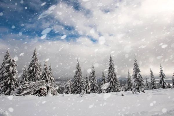 Besneeuwde Spar Bomen Winter Bos Sneeuwval Sneeuwvlokken Kerstmis Concept — Stockfoto