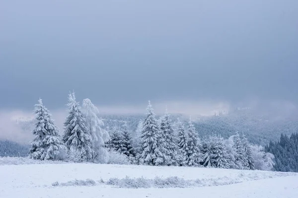 Paisagem Inverno Com Pinheiros Cobertos Neve Abetos Conceito Natal — Fotografia de Stock