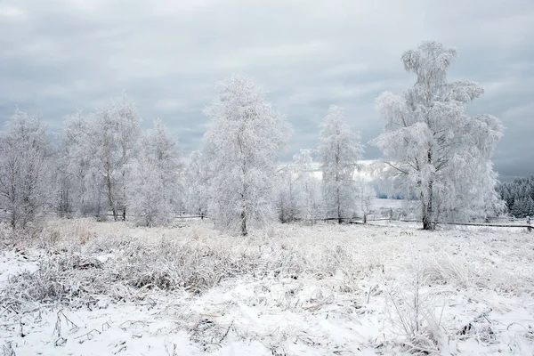 Primeira Neve Floresta Rime Hoarfrost Cobrindo Natureza Árvores Plantas — Fotografia de Stock