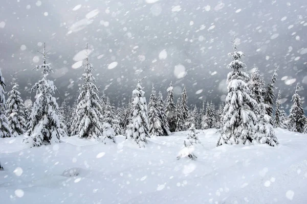 Kar Yağışı Kış Ormandaki Karlı Köknar Ağaçları Kar Taneleri Noel — Stok fotoğraf