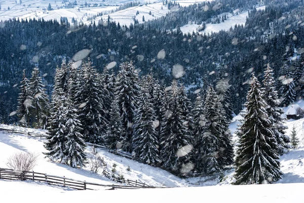 Los Abetos Nevados Bosque Invernal Nevada Copos Nieve Concepto Navidad — Foto de Stock